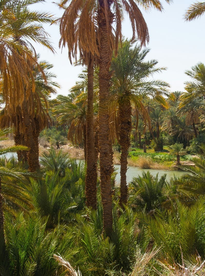oasis en algérie