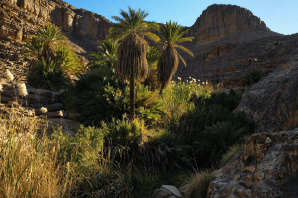 5 jours à Ihrir : l’Oasis Secrète de Djanet