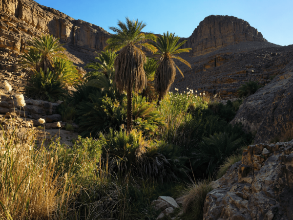5 jours à Ihrir : l’Oasis Secrète de Djanet