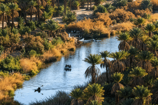 Taghit Oasis: Golden Dunes & Timeless Desert Life