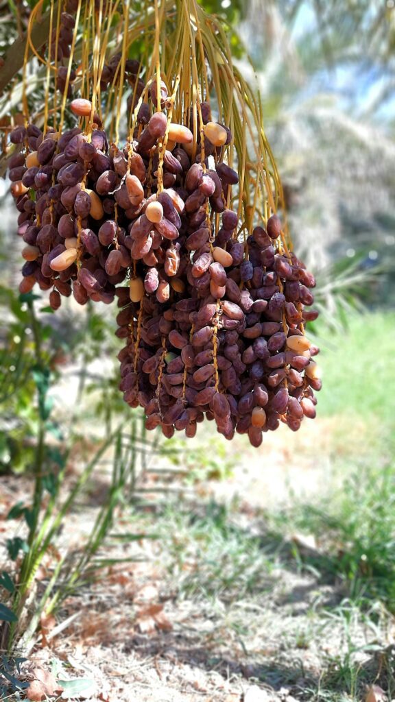 Ghardaïa – artisanat du M'Zab, vallée UNESCO Algérie