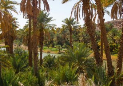 Les plus belles oasis d&rsquo;Algérie — Taghit, Béni Abbès et Timimoun