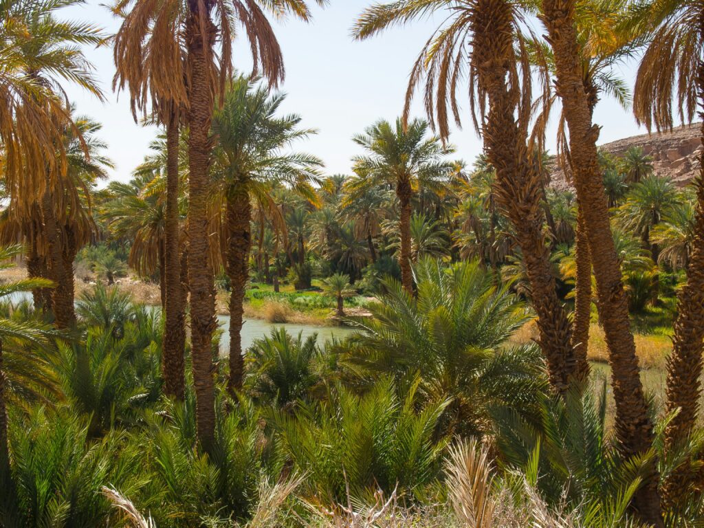 Taghit – oasis saharienne, dunes et palmeraie