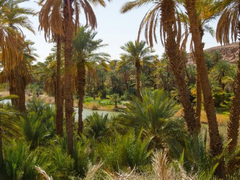 Taghit, Algeria: The Complete Guide — What to See, What to Do, and When to Visit