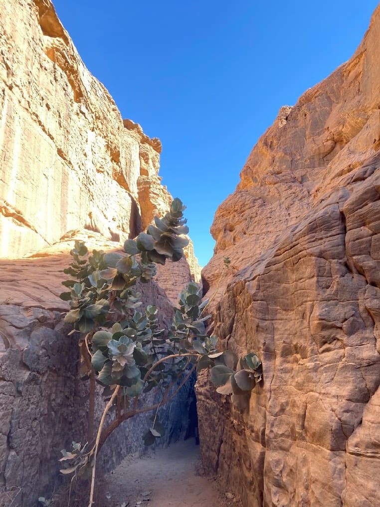 Tassili n'Ajjer – canyon et couloirs rocheux, chemin vers les sites rupestres