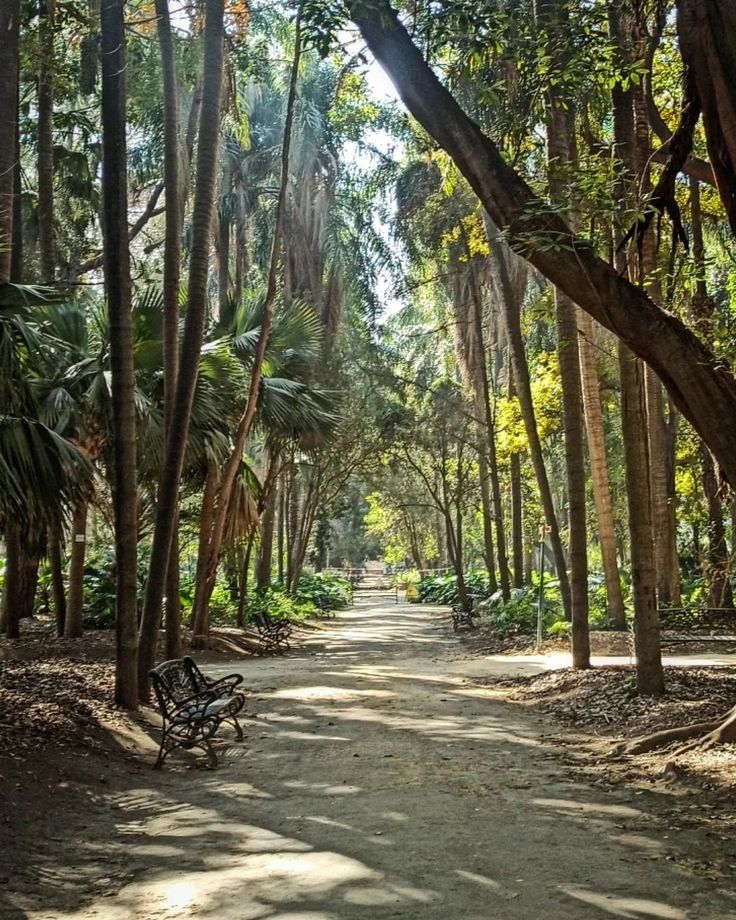 Allées du Jardin d'Essai du Hamma - jardin botanique d'Alger