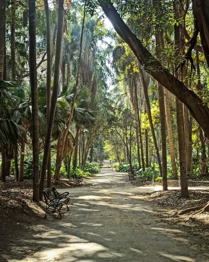 Avenidas del Jardin d'Essai du Hamma - jardín botánico de Argel
