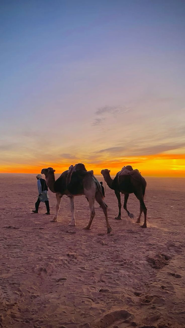 La ruta de la sal - caravana de dromedarios cerca de Timimoun